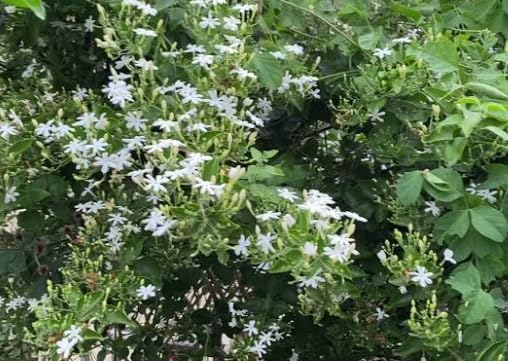 Image of Live Indoor Outdoor Flower Jasmine Plant Juhi Flower Plant Plastic Pot Pack Of 1 (JUHI FLOWER PLANT)
