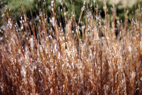 Little Bluestem Carousel > Schizachyrium scoparium 'Carousel' >Landscape Ready 1 Gallon Container