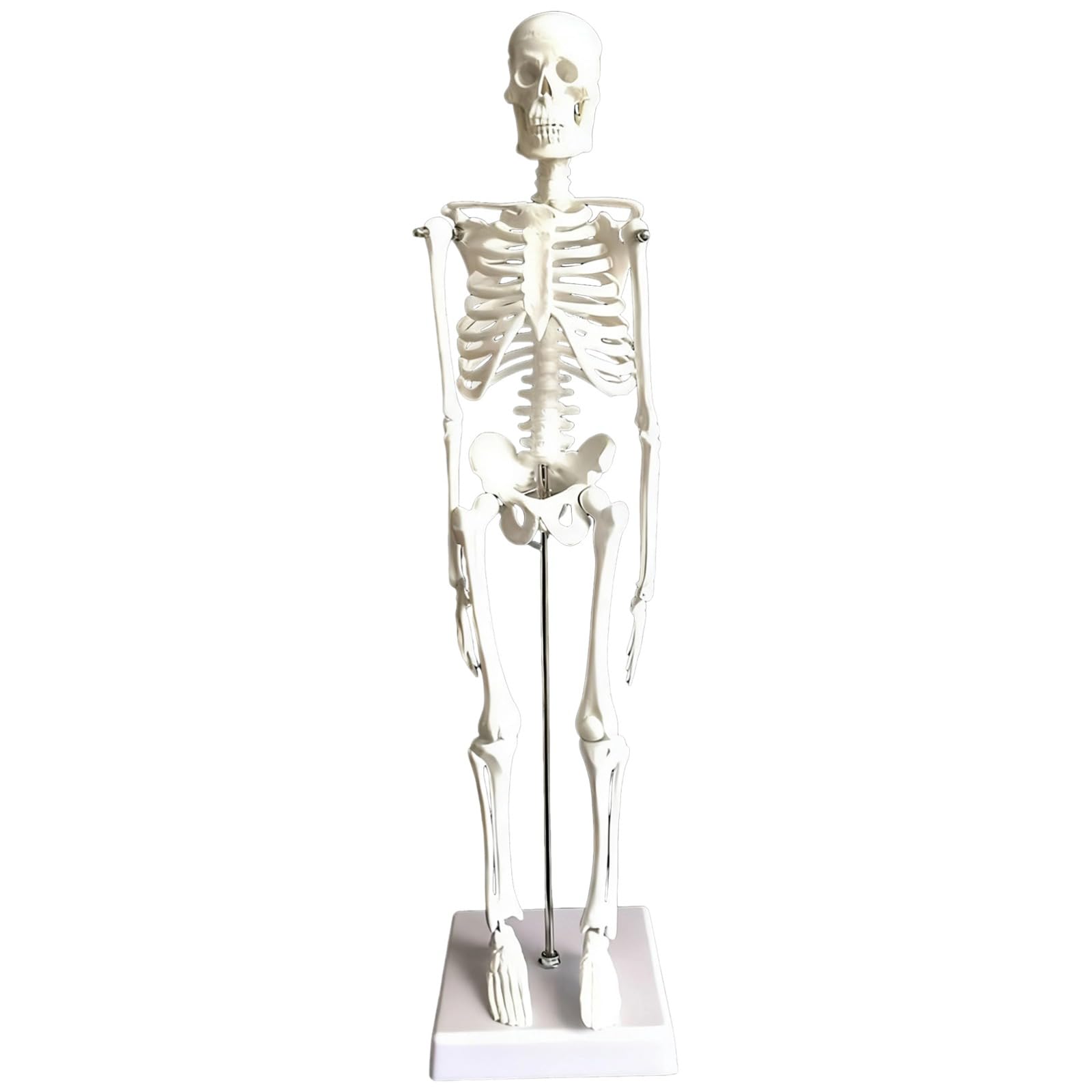 Menschliches Skelettmodell, 45 cm, bewegliche Arme und Beine, anatomisches Skelett mit Standfuß, Ganzkörper Modell für Schüler und Lehrer, aus PVC