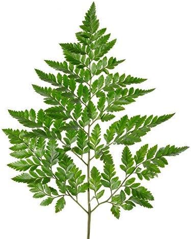 Bloomingmore Flowers, 150 Farm Fresh Leather Leaf