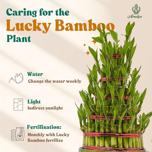 Image of Amulya Farms Live Lucky Bamboo 5 layer plant in Copper Pot | Bamboo Plants for home decoration | Indoor Plants for Home | Ideal for Living room, Balcony, Office desk & Kitchen | Lucky Vastu Plant |