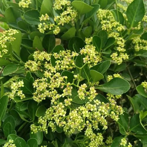 Semi di bosso, vecchie varietà esotiche giardino di da giardino roccioso resistenti arbusti ti resistenti arbusti a crescita rapida prodotti sostenibili in 120pcs