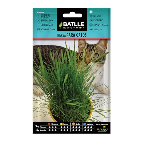 Graines aromatiques de Batlle - Herbe à chat (15g), vert