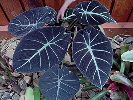 家の装飾 バルコニーの植物 葉の多い植物 クワズイモ球根 観葉植物 8球根 花 Amazon