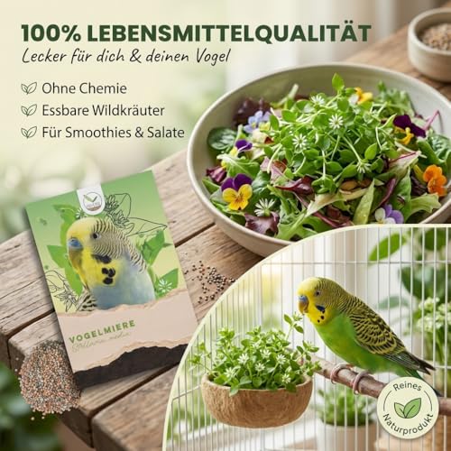 Vogelmiere Samen (Stellaria media) - Wertvolle Heilpflanze und beliebte Futterpflanze für Wellensittiche und viele andere Vögel (Vogelmiere)
