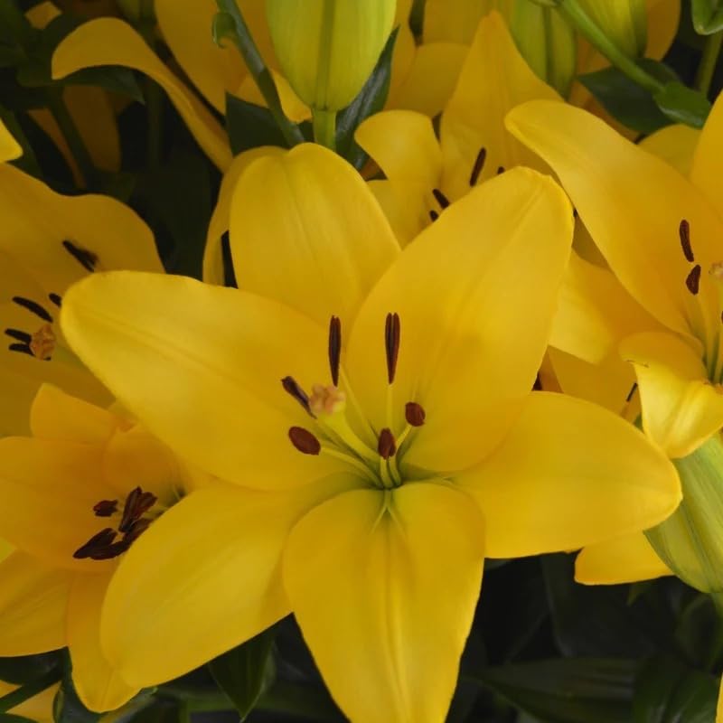 Plantogallery® Asiatic Lily “Lilium Dynamix” Imported Variety Flower Bulbs for Gardening – Pack of 5 Bulbs (Yellow) - Image 4 thumbnail