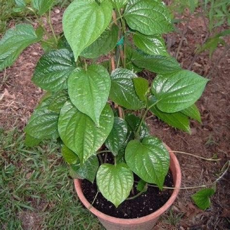 Mphmi Live Plant Nursery NCR Plant Piper Betel plant Maghai Paan - Naagarvel Vidyache paan plants (B0C4H34ZVT) Amazon Price History, Amazon Price Tracker