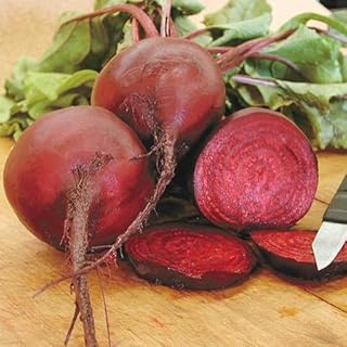 Early Wonder Beet Seeds - 100 Count Seed Pack -Abundant Greens & flavorful Beets - Country Creek LLC