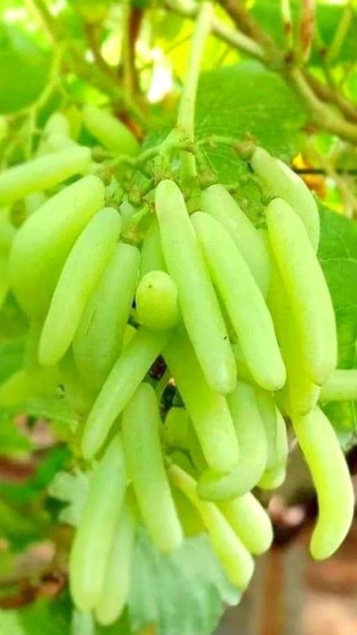 Image of GreenWorld Sweet Long Finger Seedless Green Grape Live Plant | Healthy Angoor Vine for Home Garden, Terrace, Balcony & Outdoor Growing | Green Beauty Variety | Pack of 1