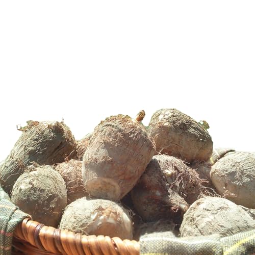 里芋 5.2kg 根菜 さといも サイズ 不揃い 御槇米生産協議会 [10月〜12月発送予定] 里いも 先行予約 愛媛県 オリジナル品種 有機肥料 使用 やさい 芋 いも 煮付け 芋炊き 芋煮 さと芋 ねっとり もちもち やわらか 野菜 農家直送 産地直送 国産 愛媛 宇和島