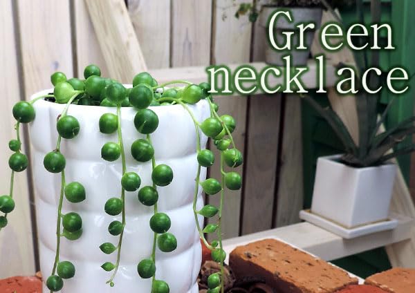 グリーンネックレス グリーンネックレス：斑入り3号ポット の通販 | 園芸ネット