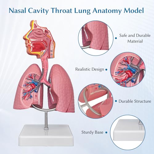 SFXYJ Nasal Cavity Throat Lung Anatomy Model, 1/2 Life-Size Human Head Larynx Respiratory System Organs Model with Product Manual Card PVC Base for Medical Physiology Teach Education Display Research