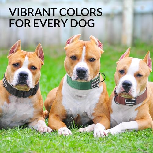 Robustes Hundehalsband für Große & Mittelgroße Hunde – Verstellbar, Doppellagiges Nylon, Metallschnalle, Reißfest & Ideal für Aktive Hunde (Grün, Mittel (36-51 cm))