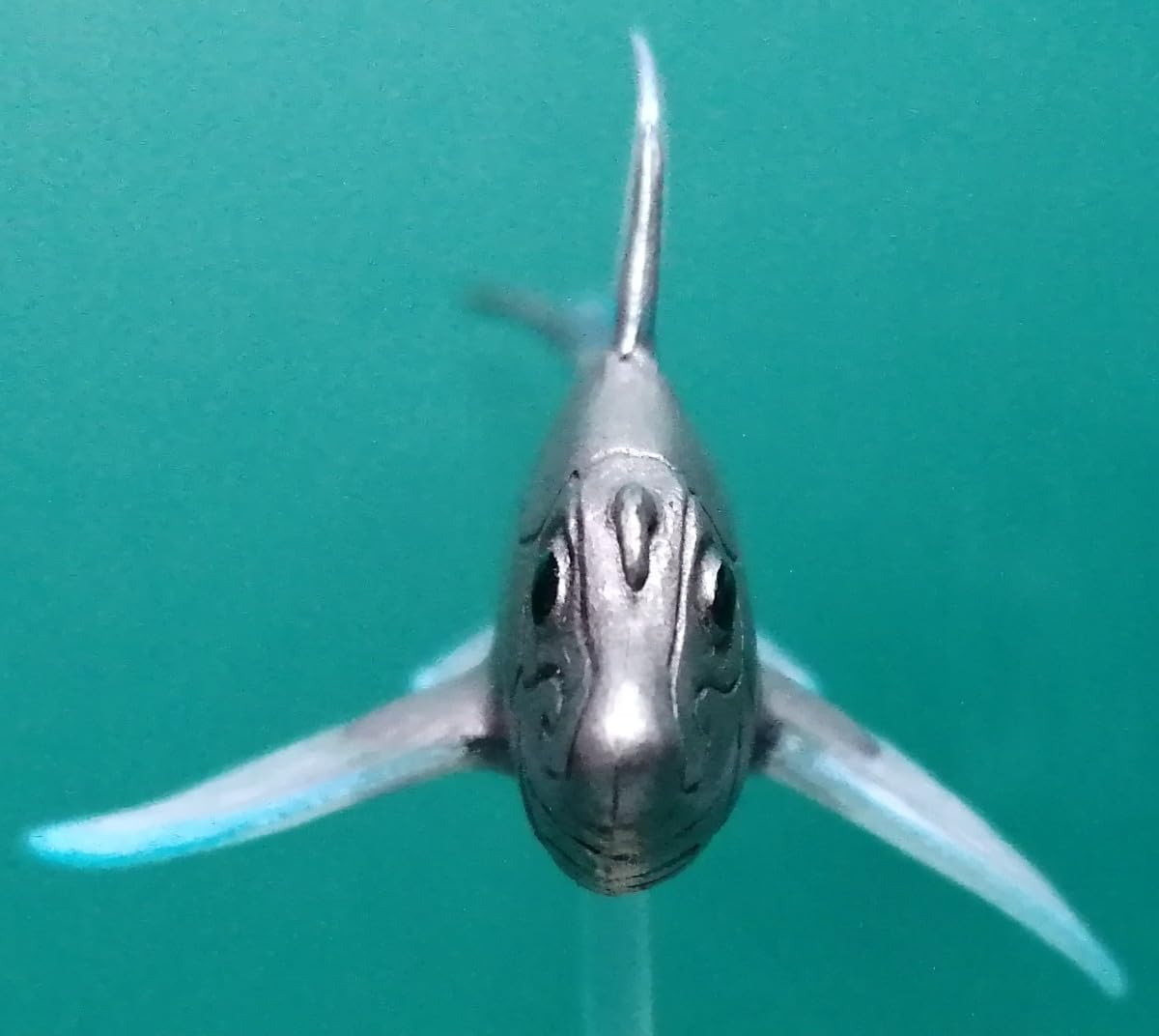 Amazon | ギンザメ 銀鮫 Rat fish 深海魚 フィギュア | フィギュア