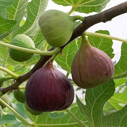 Live Anjeer Turkey Brown Fig Plant Dwarf Fig Fruit Plant Rare Ficus Carica 1 Healthy Layering Plant With Black Plastic Pot-image-21