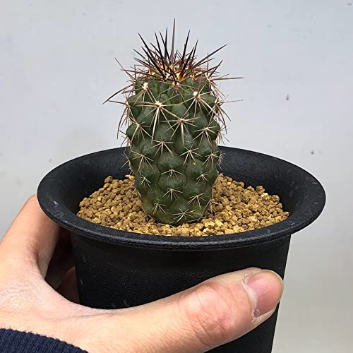Amazon｜サボテン：コピアポア ルペストリス 実生*｜観葉植物