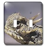 3dRose LLC lsp_9922_2 lagarto con cuernos de cola plana, Phrynosoma mcalli, interruptor de doble palanca