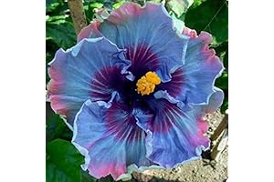 Fairy Dust: An Enchanting Perennial Flower Seed Symphony