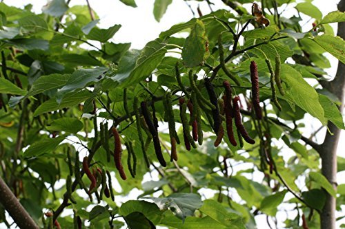 Pakistan Mulberry Fruit Tree 1-2 ft