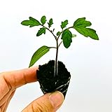 ミニトマト TY千果 水耕栽培 苗 1株｜甘くて育てやすい人気品種・初心者にもおすすめ！