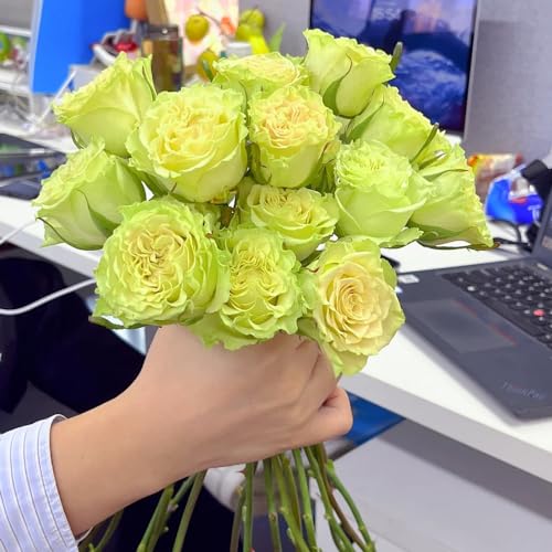 150 piezas Semillas de Rosa Perenne, Rosa, plantas de sombra, plantas resistentes en macetas Plantas de rosas (Rosa rugosa) flores para balcon, semillas balcón flores semilla balcón