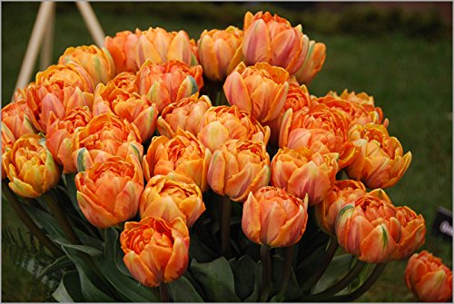 25 Tulip Orange Princess, Tulip Bulbs, Fall Planting,Double Late