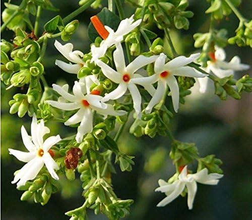 CESTRUM NOCTURNUM bonsais Night Blooming Jasmine Flower Night-Scented Jessamine Home Garden Plant 20pcs