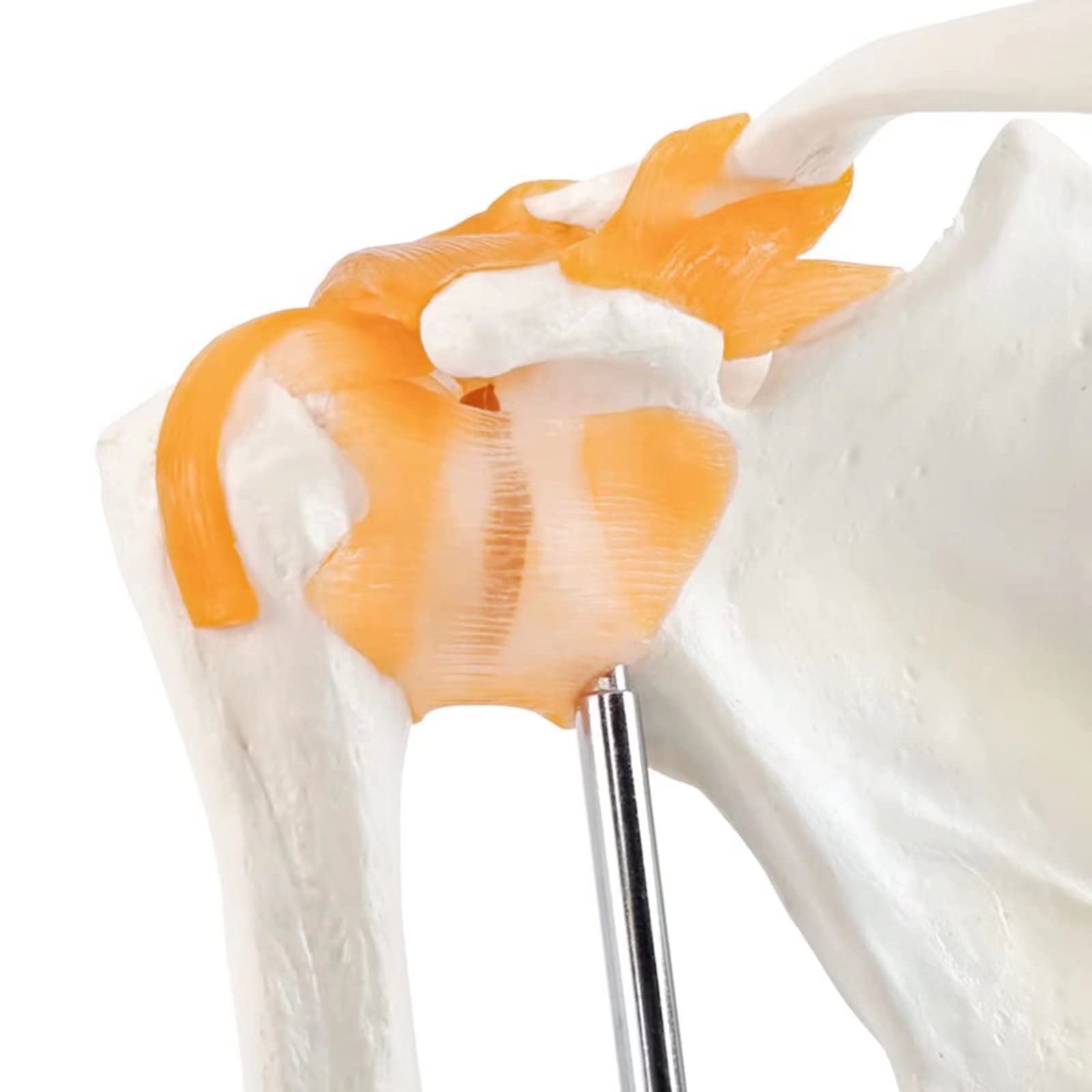 Modello anatomico dell'articolazione della spalla, scheletro medico umano, riproduzione per studi medici