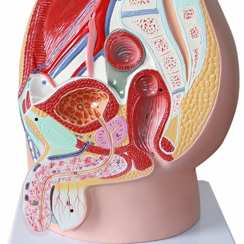 Modèle anatomique pelvis AMITD 3 pièces vue sagittale 3D sciences - 4