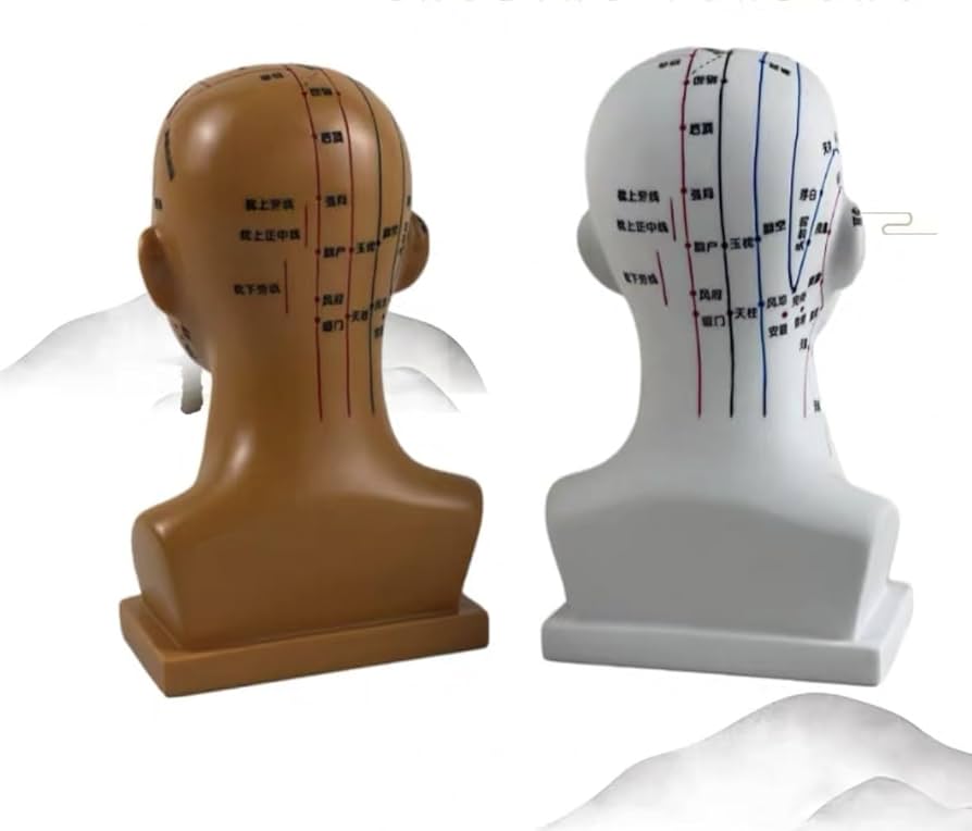 経穴　模型 Amazon.co.jp: 鍼灸モデル鍼灸経絡モデル鍼灸モデル鍼灸経穴模型
