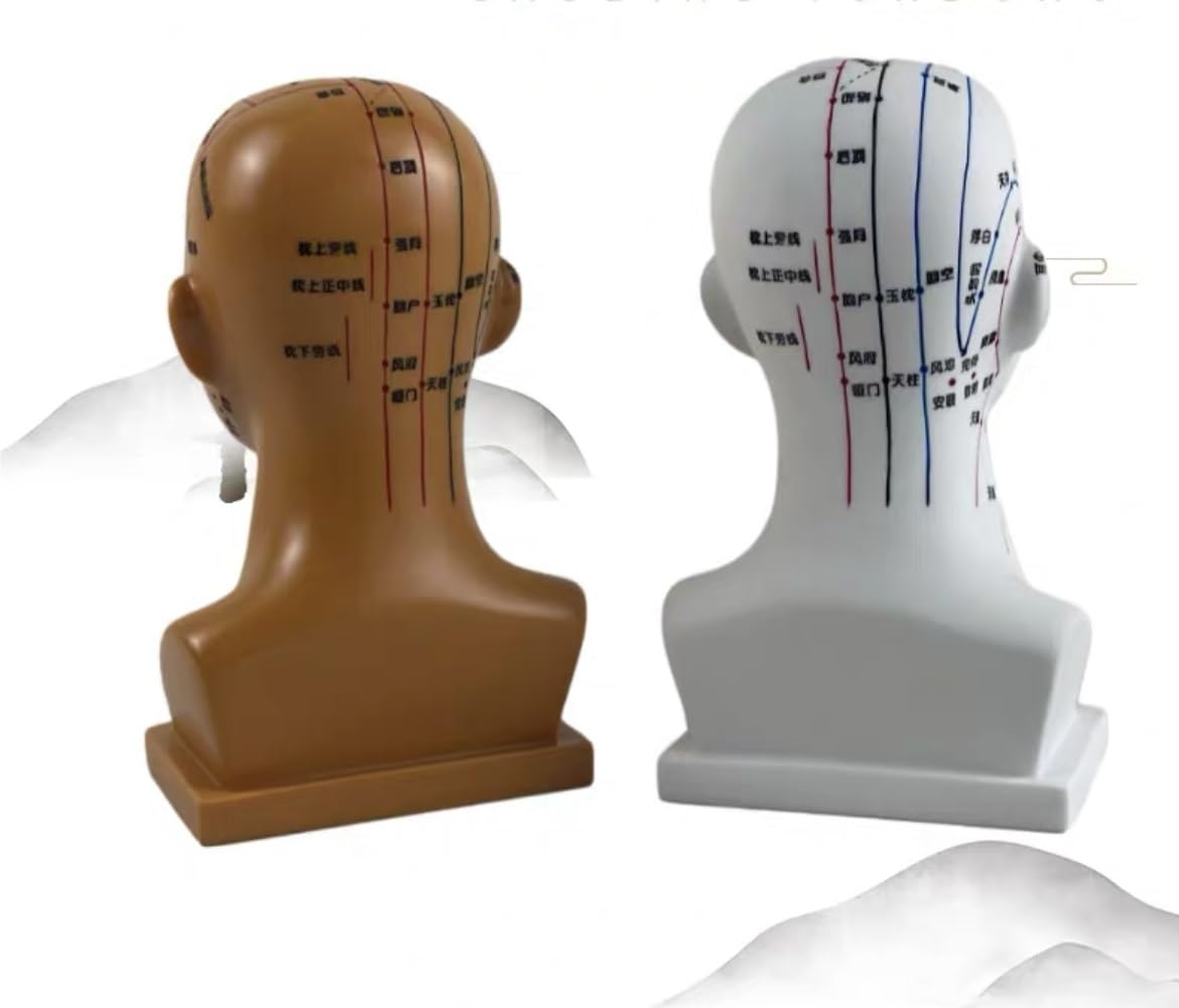 Amazon.co.jp: 鍼灸モデル鍼灸経絡モデル頭の鍼灸モデル人間の頭のツボ