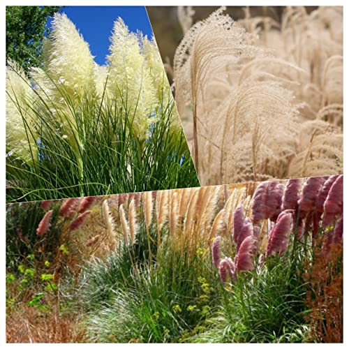 Top 10 Best Pampas Grass Seeds Top Picks 2023 Reviews