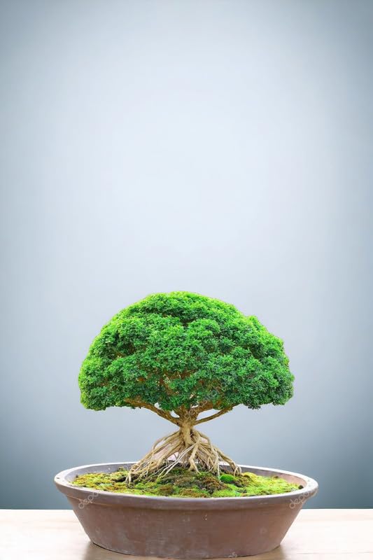 Ficus bonsai tree live plant,7 Years old Bonsai Pack of 1 Without pot-image-13