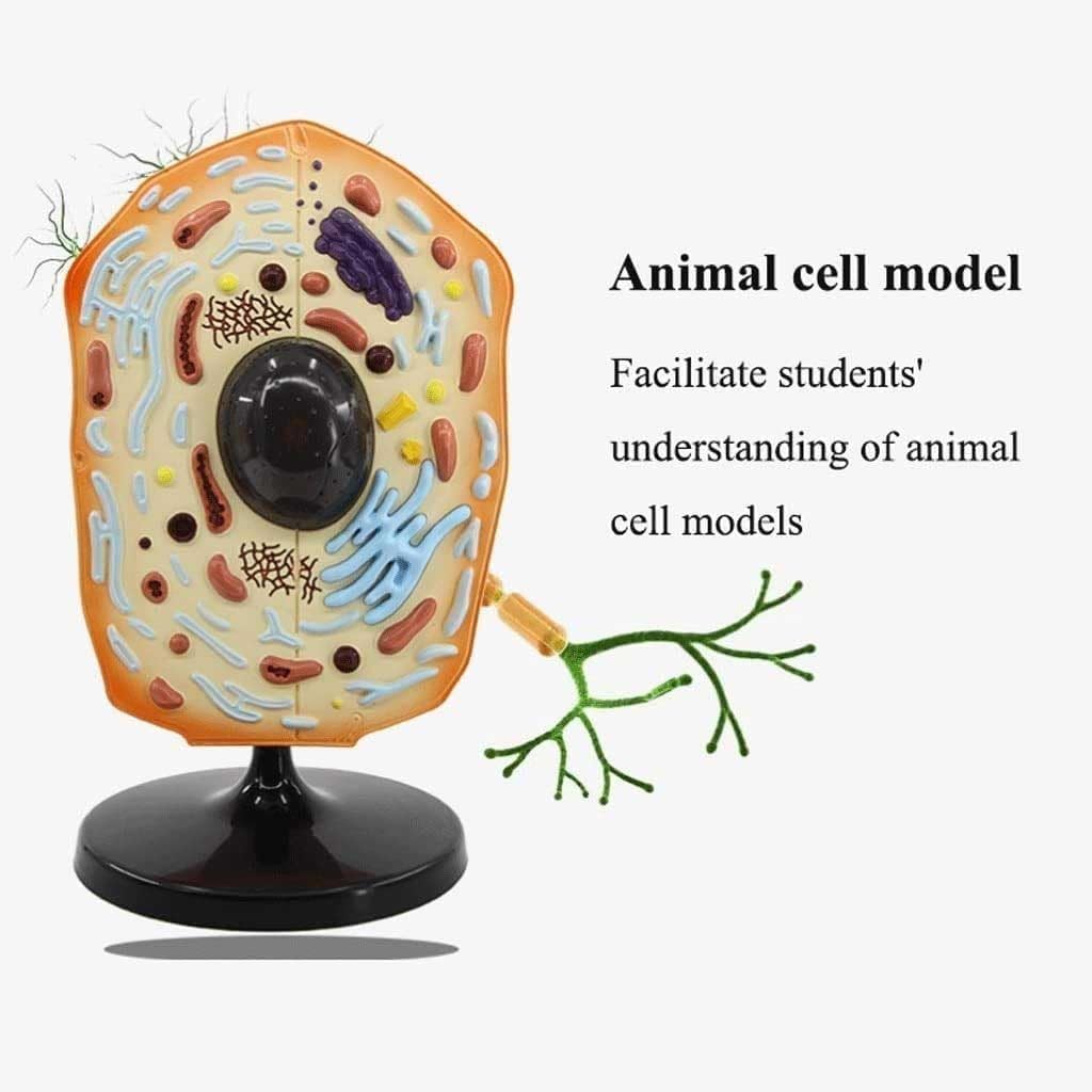 Tierzell-Anatomie-Modell, pädagogische biologische Zellstruktur-Lehrhilfe für Klassenzimmer-Demonstrationen und Experimente, ideal für den naturwissenschaftlichen Unterricht