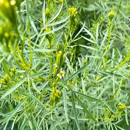 Graines de plantes Huacatay Menthe 100pcs