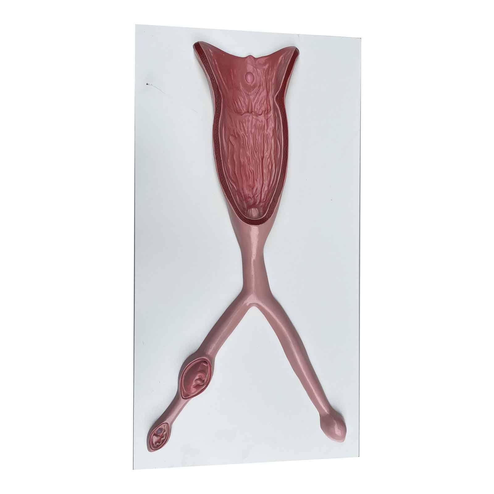 Yrqmgsf Red Dog Genital Organ Model Dog Uterus And Ovary Anatomy Model Animal Reproductive Organ Model For Studying And Communication