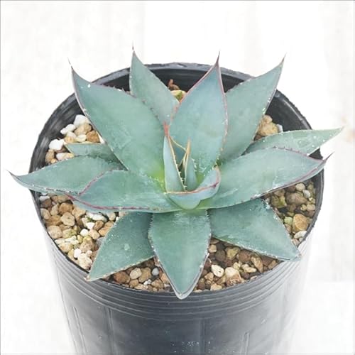観葉植物 アガベ ブルー」の人気商品一覧 | 安い商品を通販サイトから