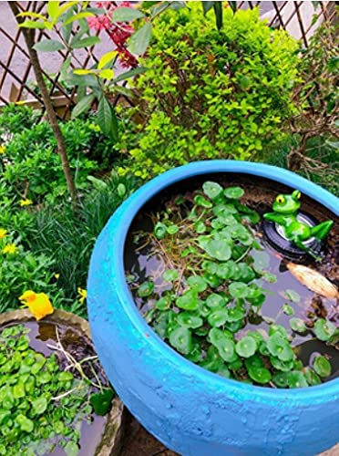 Super Idee Miniteich Deko Set Schwimmfrosch mit 6 Silber Kugeln und 2 STK Lotusblüte für Miniteich Terrassenteich Zinkwannen Solarbrunnen Garten Balkon Teiche Deko (Frosch auf Reifen)