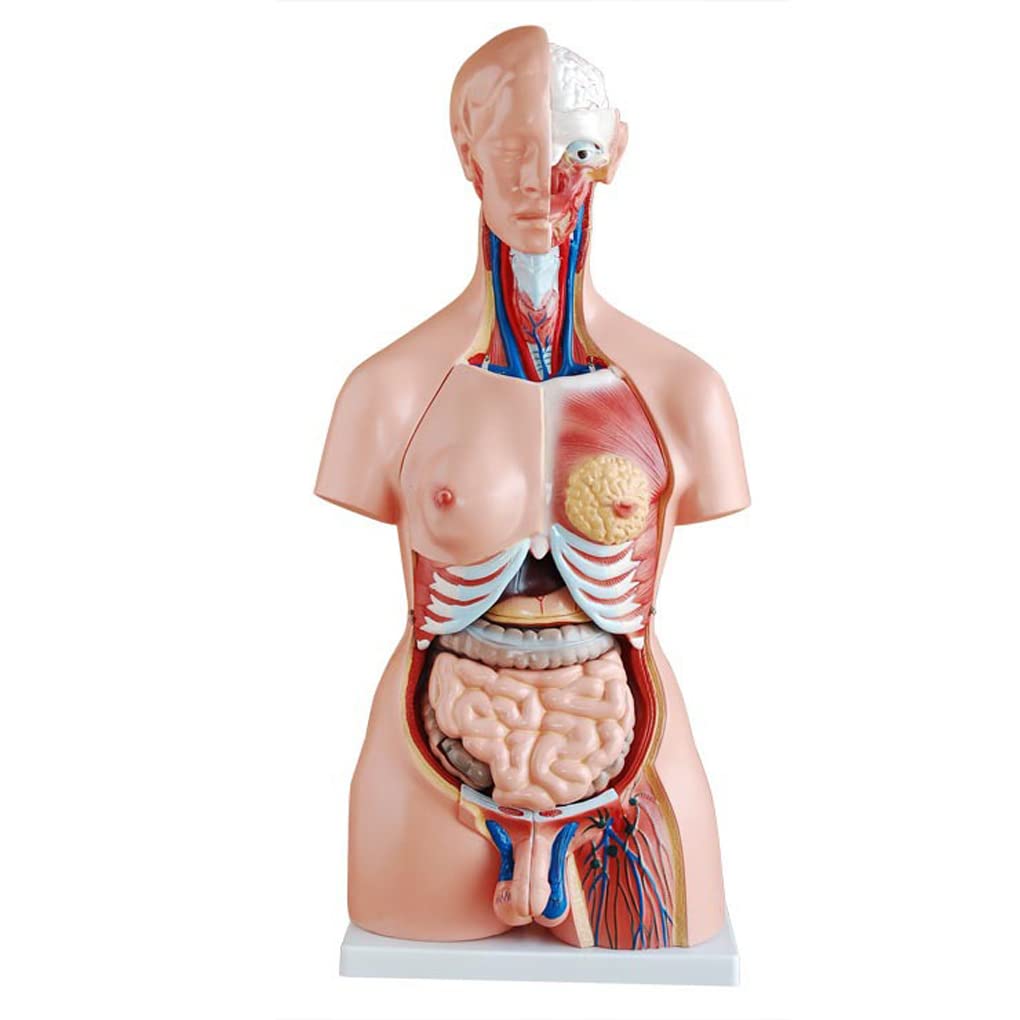 85 cm model ciała ludzkiego tułowia lalka anatomiczna z wyjmowanymi organami 3D model ludzkiego narządu 23 części model tułowia dla studentów materiały dydaktyczne