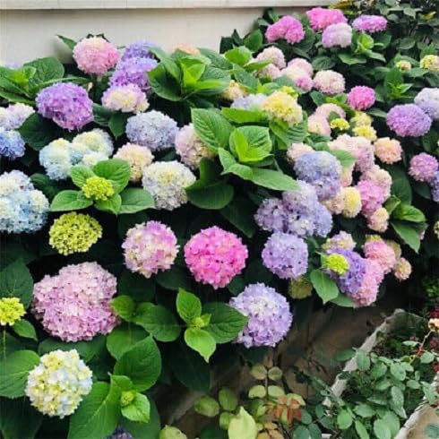 100pieces Mixed Hydrangea Flowers Seeds