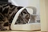 SureFeed microchip automatic feeder white