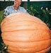 Organically Grown Dill's Atlantic Giant Pumpkin 15 Seeds