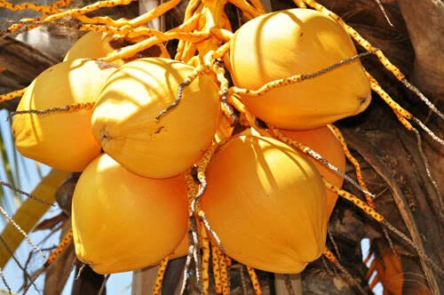 Cocos Nucifera Coconut (Yellow) Exotic Plant Palm Tree Ready to Pot ,1 Live Seed