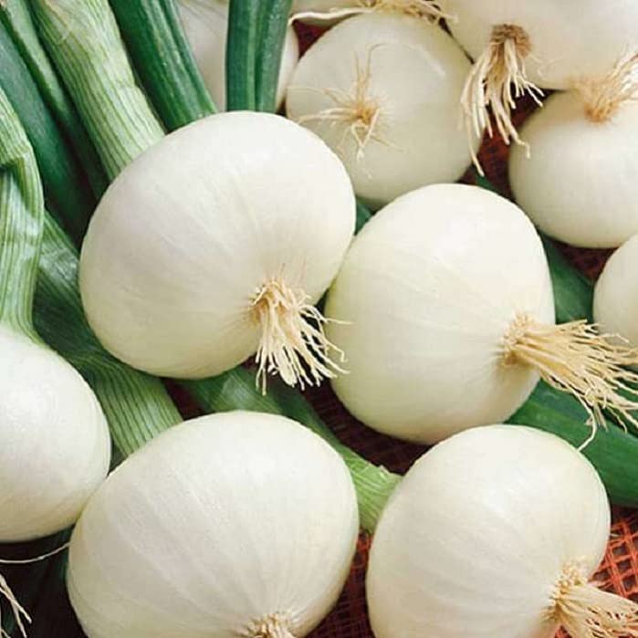 JIGNISHA SEEDS White Onion Vegetable Seeds For Rainy Season Pack Of 500 (B0D6W2ZMW5) Amazon Price History, Amazon Price Tracker