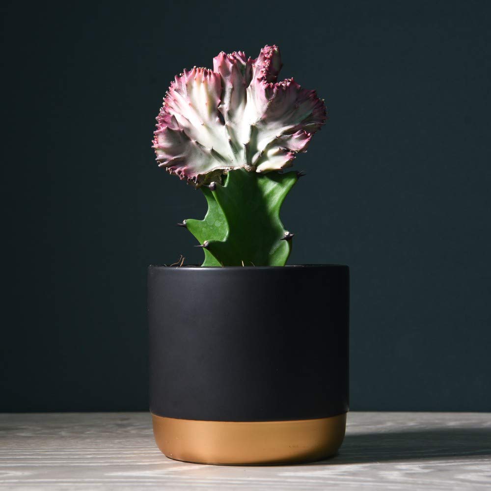 Coral Cactus Euphorbia Lactea, Tender Indoor House Plants,Succulent Cactus,Interesting Unusual Foliage,Low Maintenance Plant 1 x 10.5cm Pot Euphorbia Lactea by Thompson and Morgan