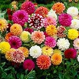 Bulbes (racines tubéreuses) de DAHLIA | Bulbes provenant des meilleurs producteurs néerlan...