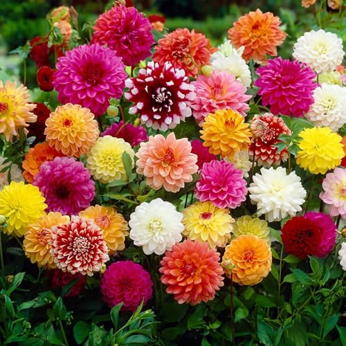 Bulbi di DALIA | Bulbi provenienti dai migliori produttori Olandesi | Esclusiva selezione e controllo qualità | Fioritura garantita dal primo anno. (5 Dalia DECORATIVA IN MISCUGLIO DA 100 cm)