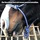 Knotenhalfter für Bodenarbeit Pferd - Knotenhalfter Cob optimal für Freiarbeit, Bodenarbeit, Führ- oder Verladetraining (Shetty (Shetland), Royalblau-Weiss)