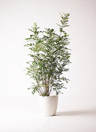 Amazon Hitohana ひとはな シマトネリコ8号 ラスターポット 観葉植物 オンライン通販