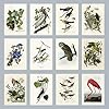 Artery8 Set Pack of 50 John James Audubon Birds of America Illustrations Collage Kit Bedroom A6 14.8 x 10.5 cm (5.8 x 4.1) #5